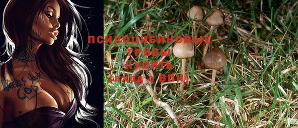 шишки Абинск